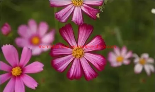 Semillas de Coreopsis de colores mezclados para plantar en jardines
